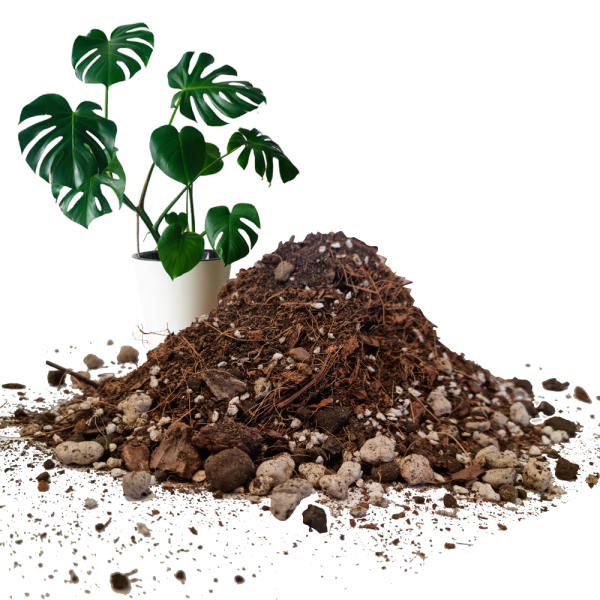 Giá thể trồng monstera kiểng lá và cây nội thất (1)