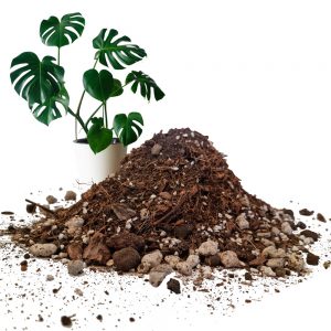 Giá thể trồng monstera kiểng lá và cây nội thất (7)