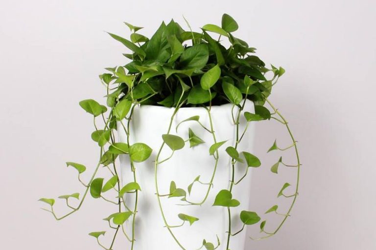 Cây trầu bà hợp mệnh gì xua tan xui xẻo