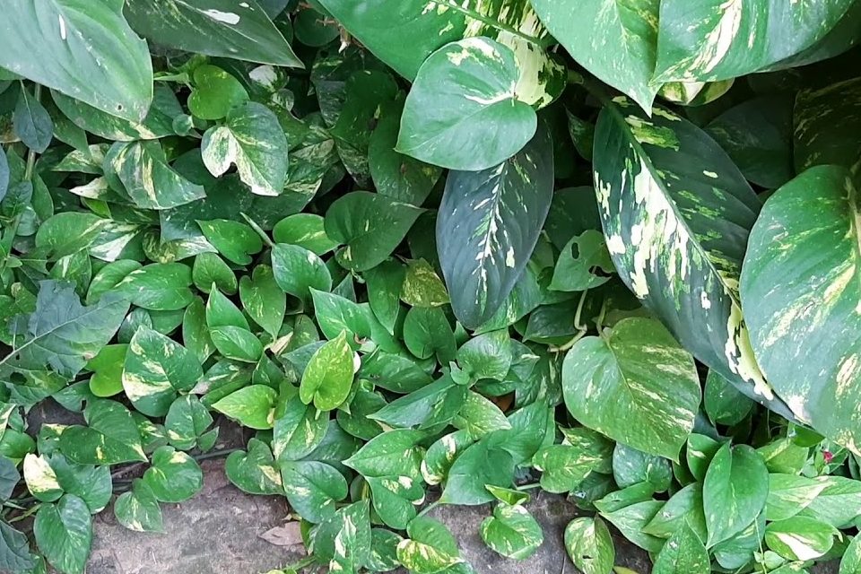 Cách trồng trầu bà leo tường siêu dễ dàng