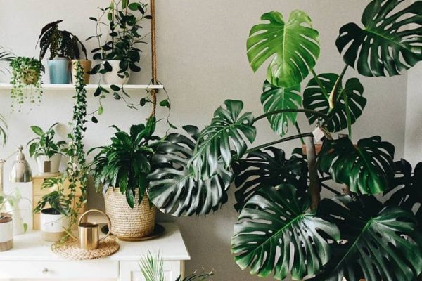15 cây monstera trồng trong nhà đẹp nhất