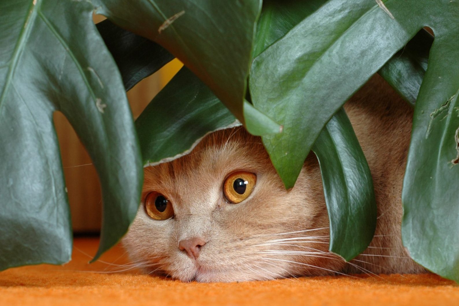 Tạo ra một môi trường khó chịu – Liệu cây Monstera Deliciosa có độc đối với mèo không?