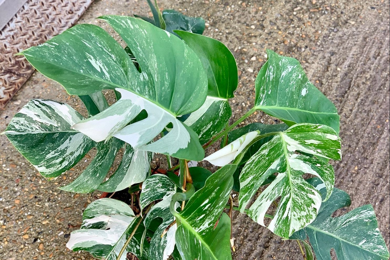 Cách chăm sóc cây Monstera Borsigiana Variegata Albo 