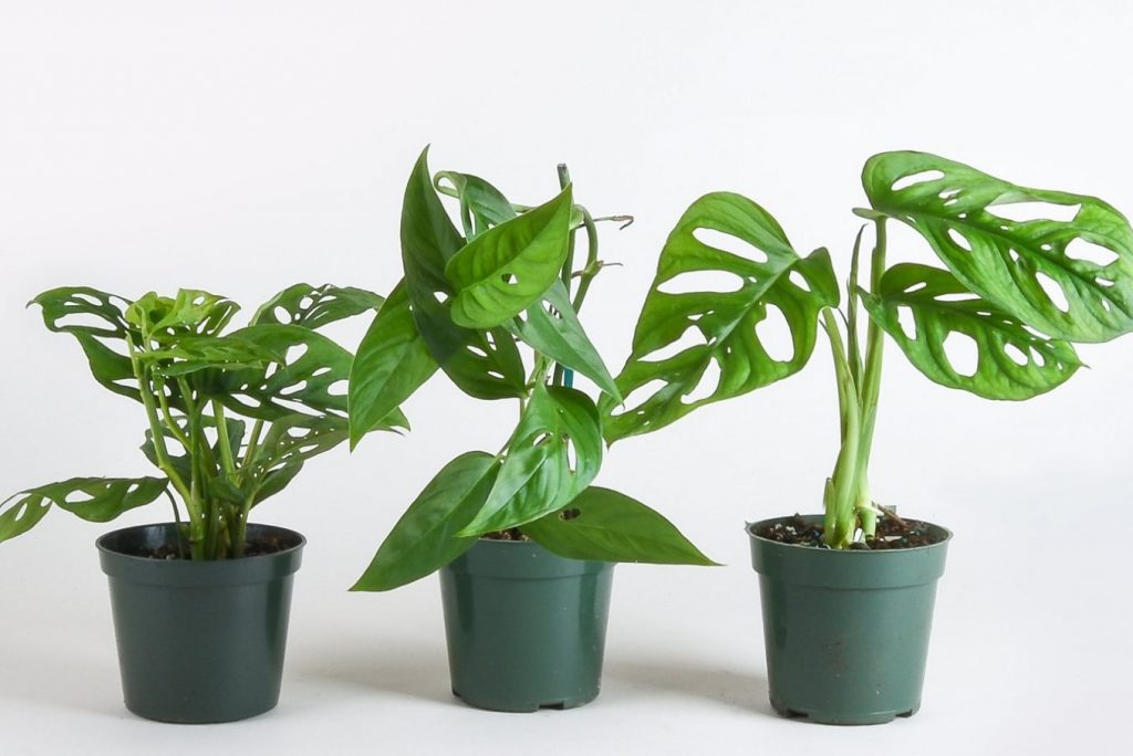 Chia sẻ cách nhân giống cây Monstera Adansonii thành công