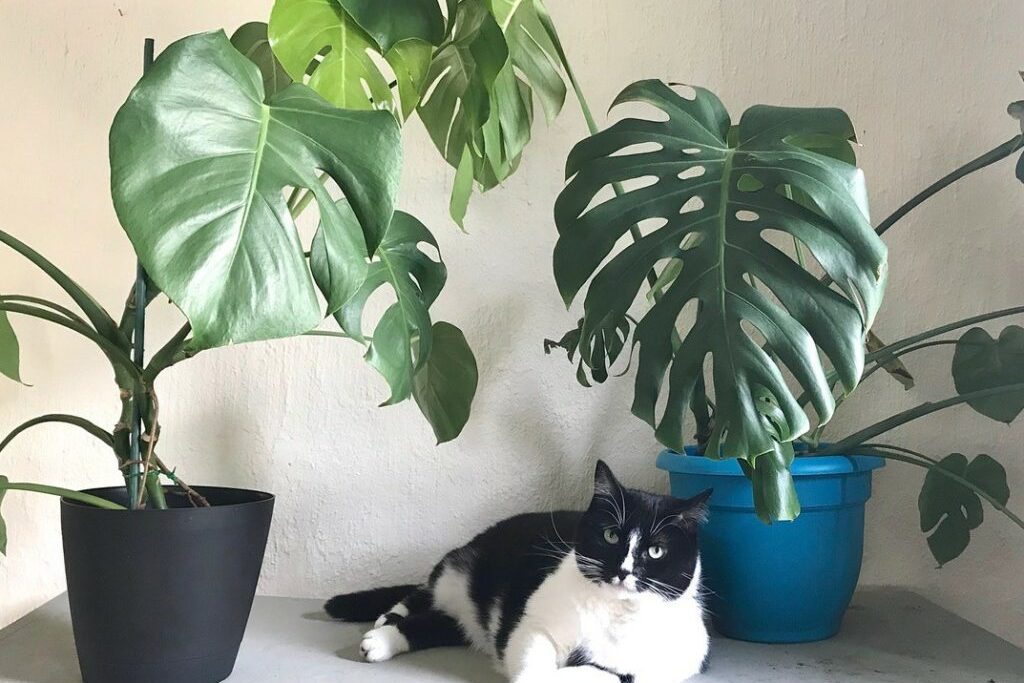 Monstera Deliciosa - cây nội thất gây hại cho mèo