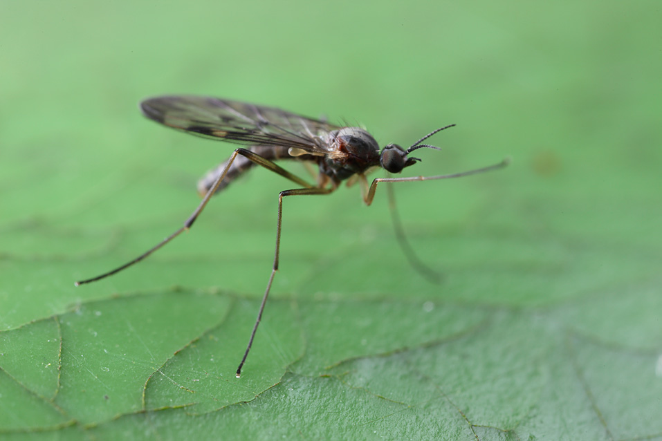 Xử lý sâu bệnh hại trên lá Monstera - Muỗi Gnats