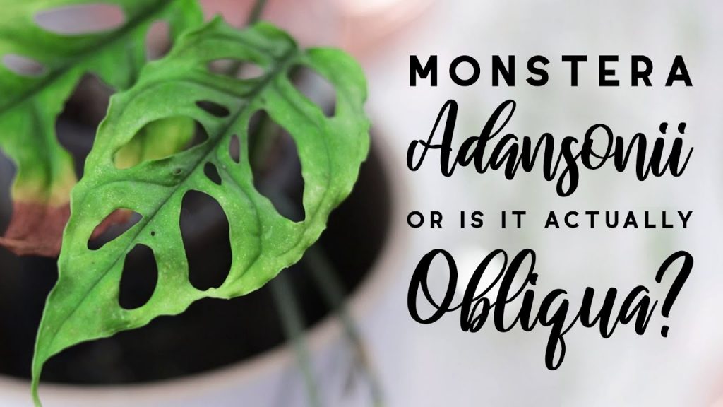 7 điểm khác biệt giữa Monstera Obliqua và Monstera Adansonii
