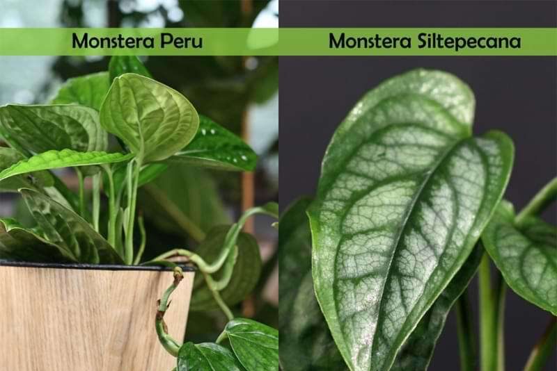 Điểm khác biệt giữa Monstera Siltepecana và Monstera Peru