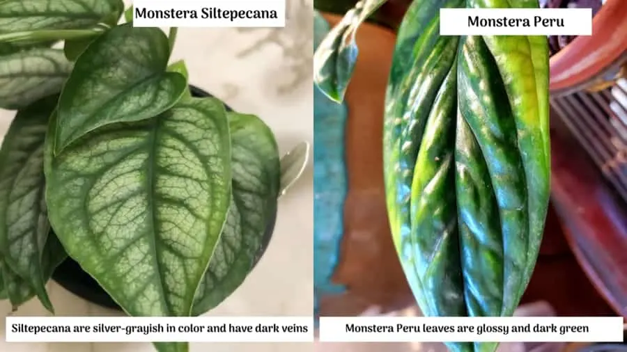 sự khác nhau giữa Monstera Siltepecana và Monstera Peru