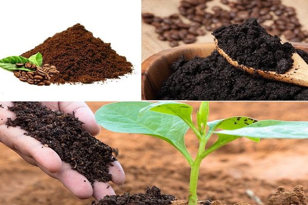 Bạn có nên cho bã cà phê vào chậu trồng lan không?