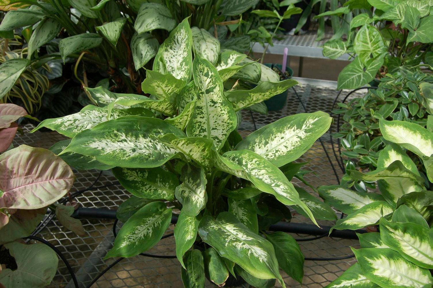 Cây Vạn Niên Thanh Dieffenbachia cultivar)
