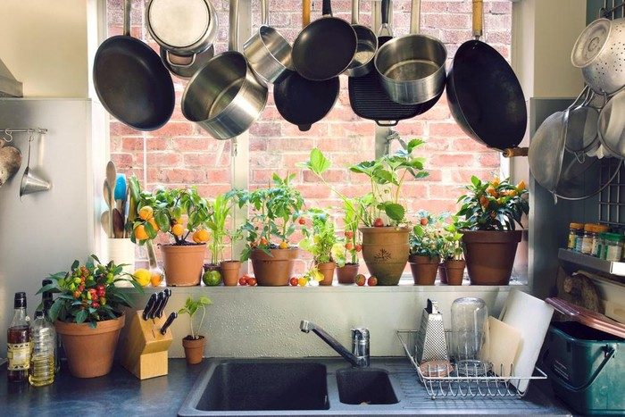 Tại sao bạn nên trồng cây trong bếp