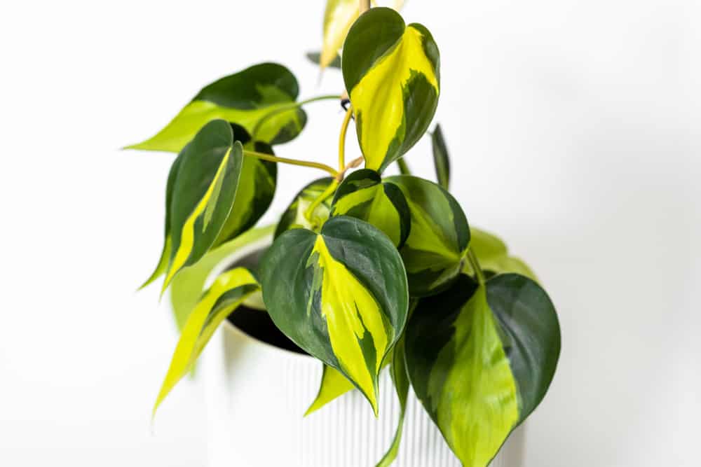 Philodendron dây leo ‘Brasil’