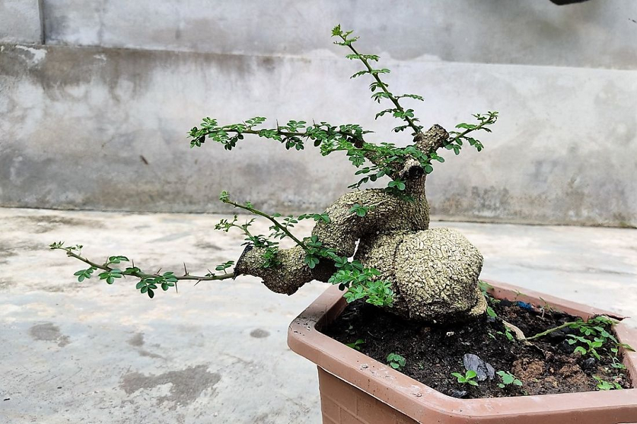 Cây Cần Thăng - Làn gió mới trong tiểu cảnh bonsai