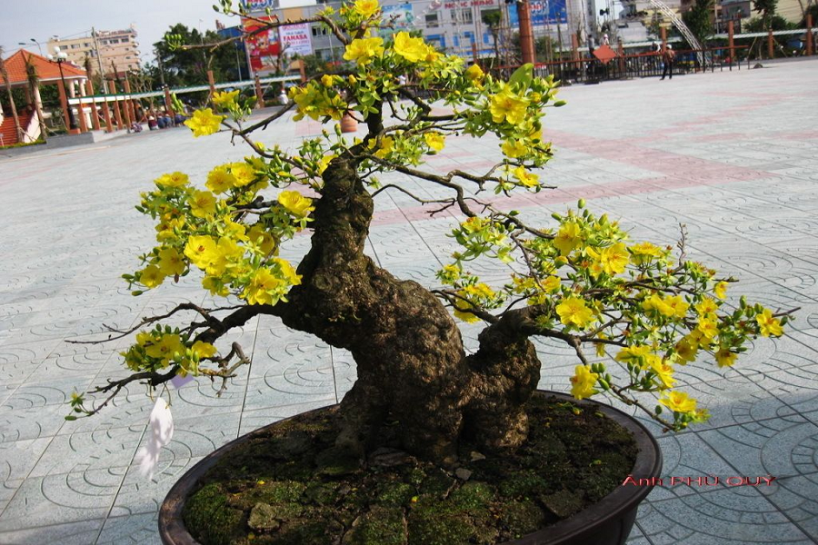Chăm sóc mai bonsai như thế nào cho đúng