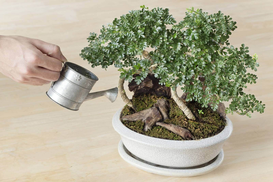 tưới nước chăm sóc cây bonsai mini