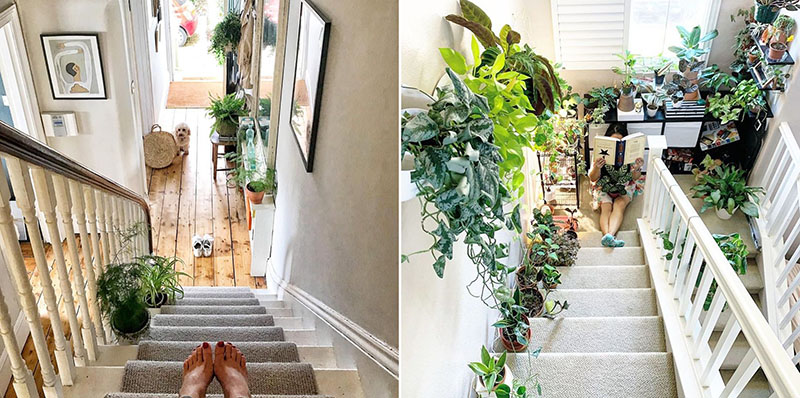 Top 5 cây cảnh để cầu thang trong nhà bạn nên có 1