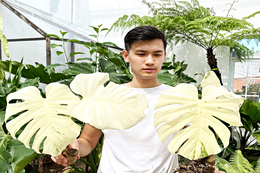 Giới thiệu Đất trồng kiểng lá tropical premium