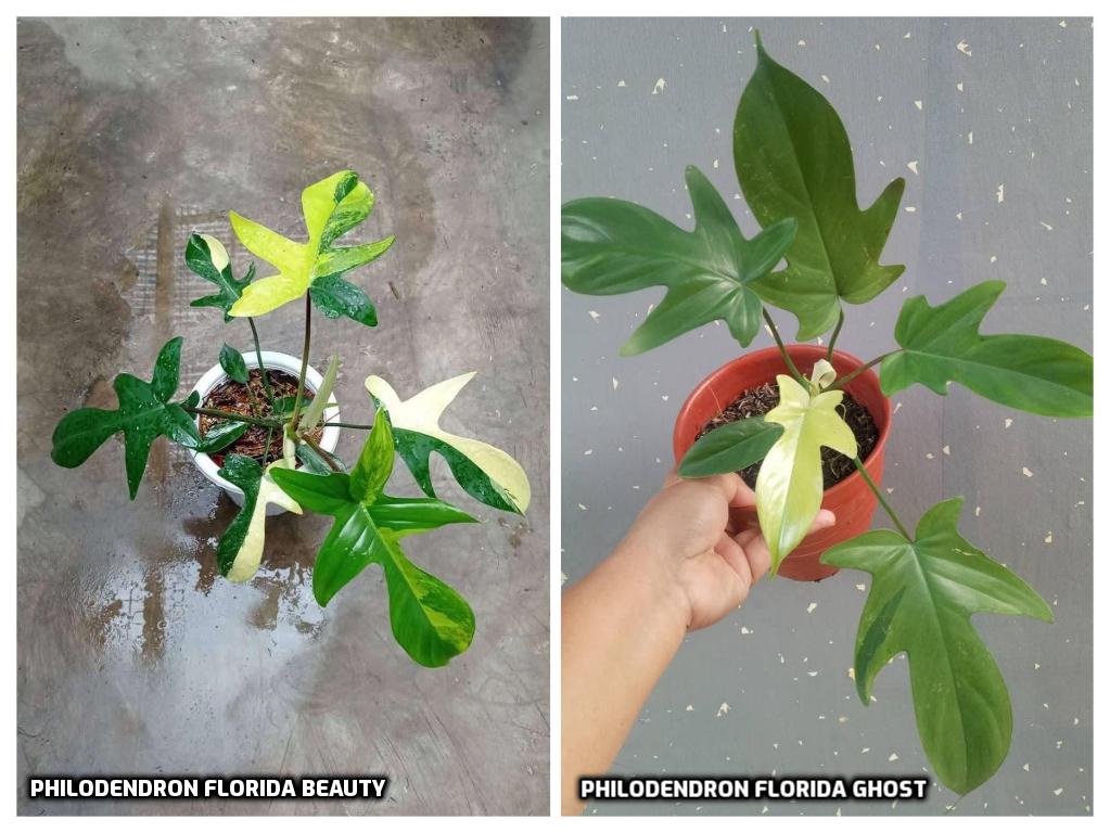 Phân biệt Philodendron Florida Ghost và Florida Beauty 1