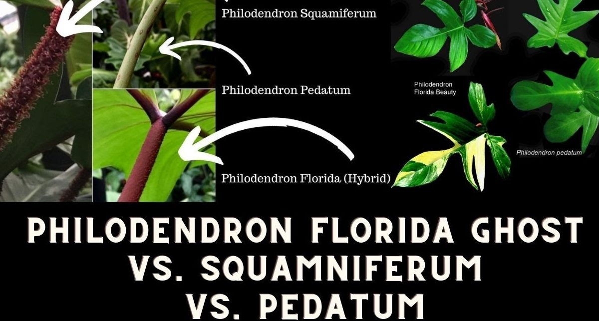 Phân biệt Philodendron Florida Ghost và Florida Beauty 2