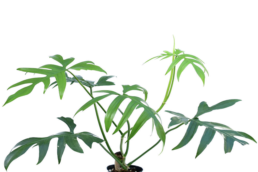 Phân biệt Philodendron Pedatum và Philodendron Florida