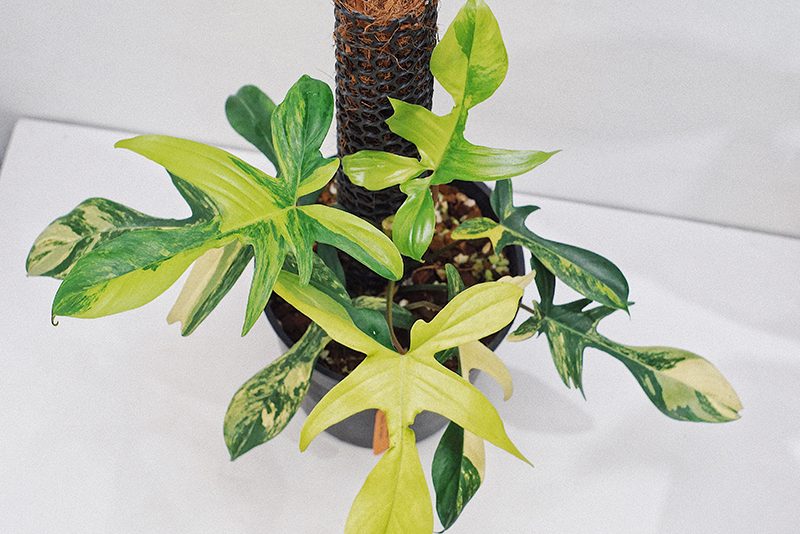 Trầu bà cánh én đột biến Philodendron Florida Beauty Variegata 2